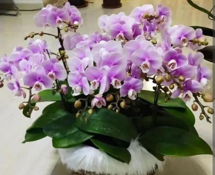 冬天开的花有哪些「冬天开的花有哪些 常见」_6